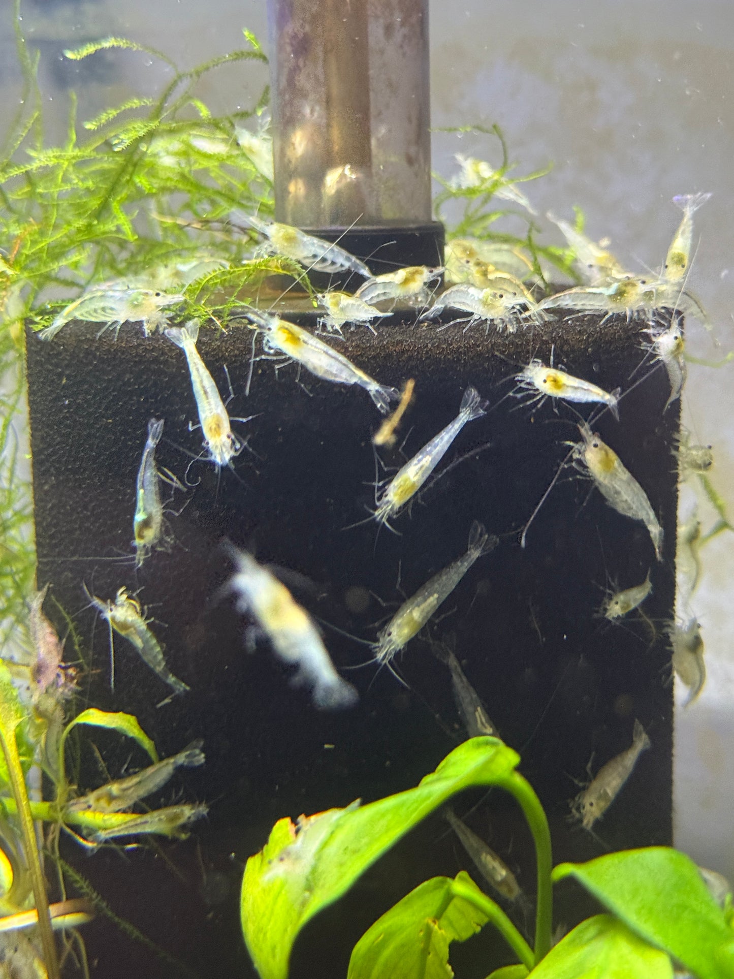 Snowball Shrimp (Neocaridina davidi var. Snowball