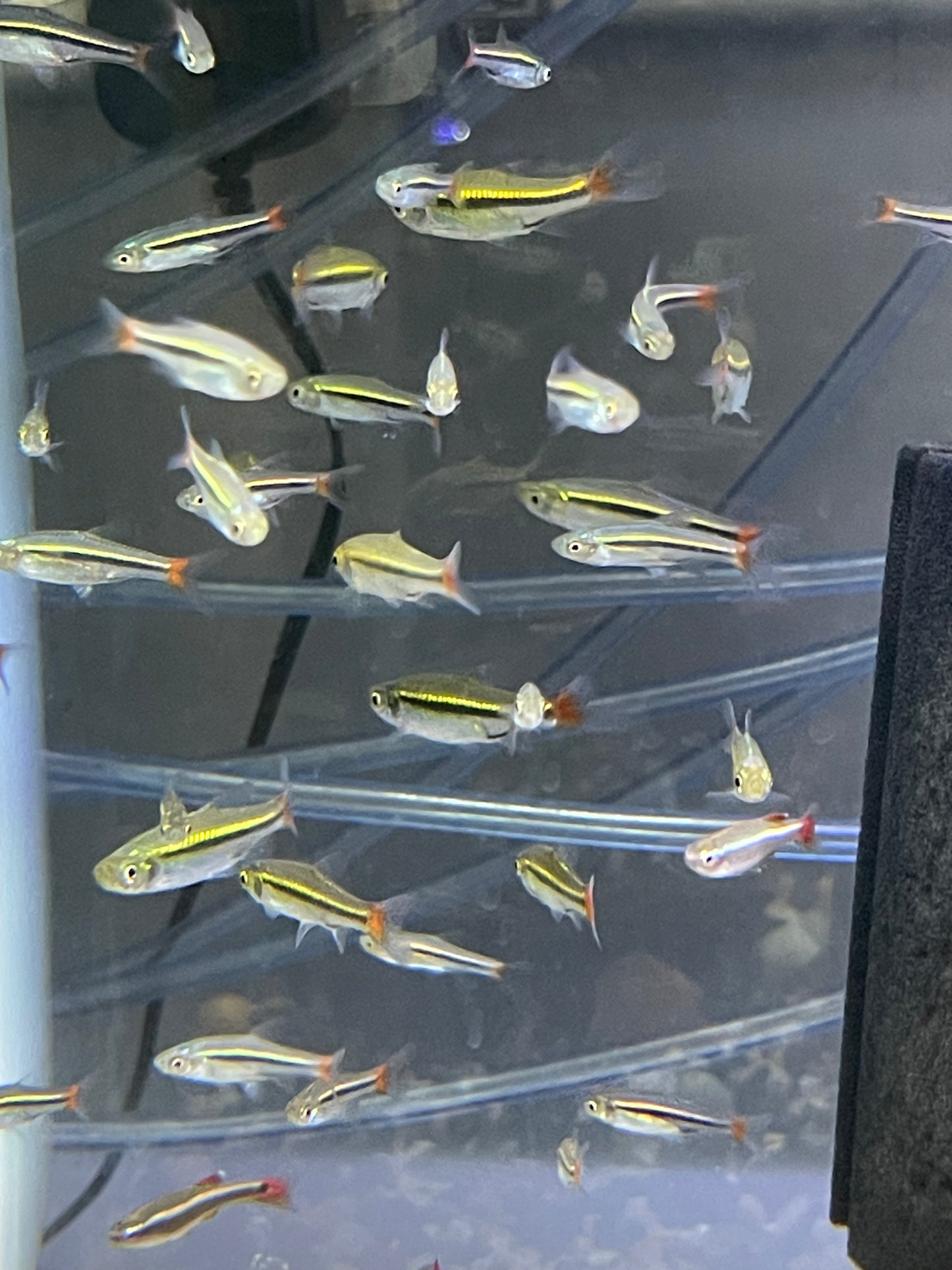 RASBORA – BRILLIANT / BLACKLINE / RED-TAILED
Rasbora borapetensis