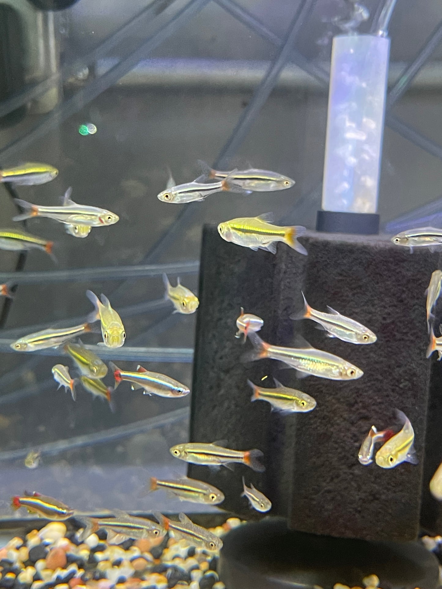 RASBORA – BRILLIANT / BLACKLINE / RED-TAILED
Rasbora borapetensis