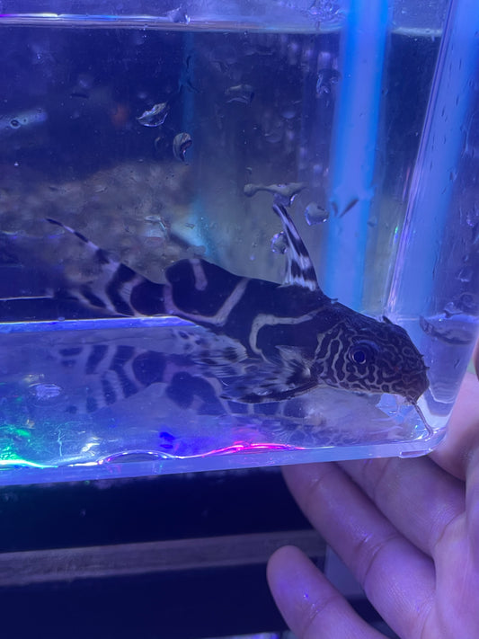 Synodontis Ornatipinnis
