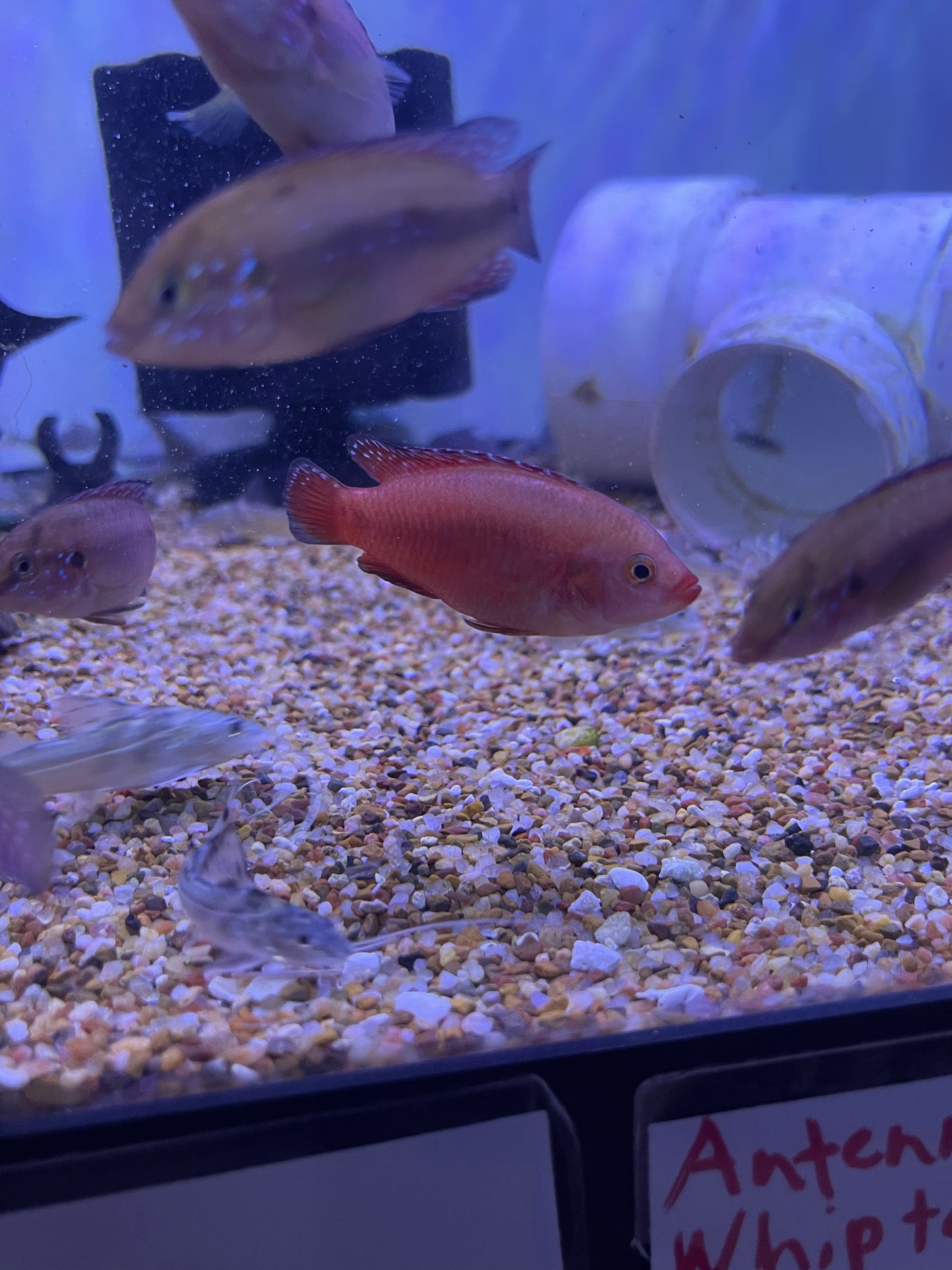 Turkana Jewel Cichlid ( Rubricatochromis exsul)