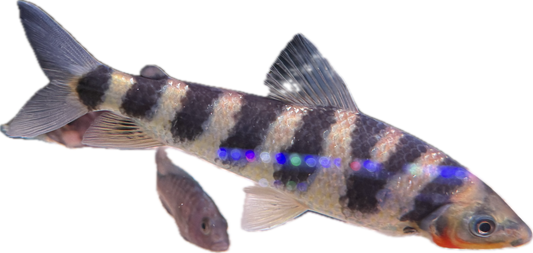 Leporinus fasciatus