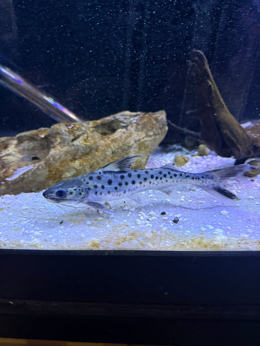 Lince Catfish (Platynematichthys Notatus)