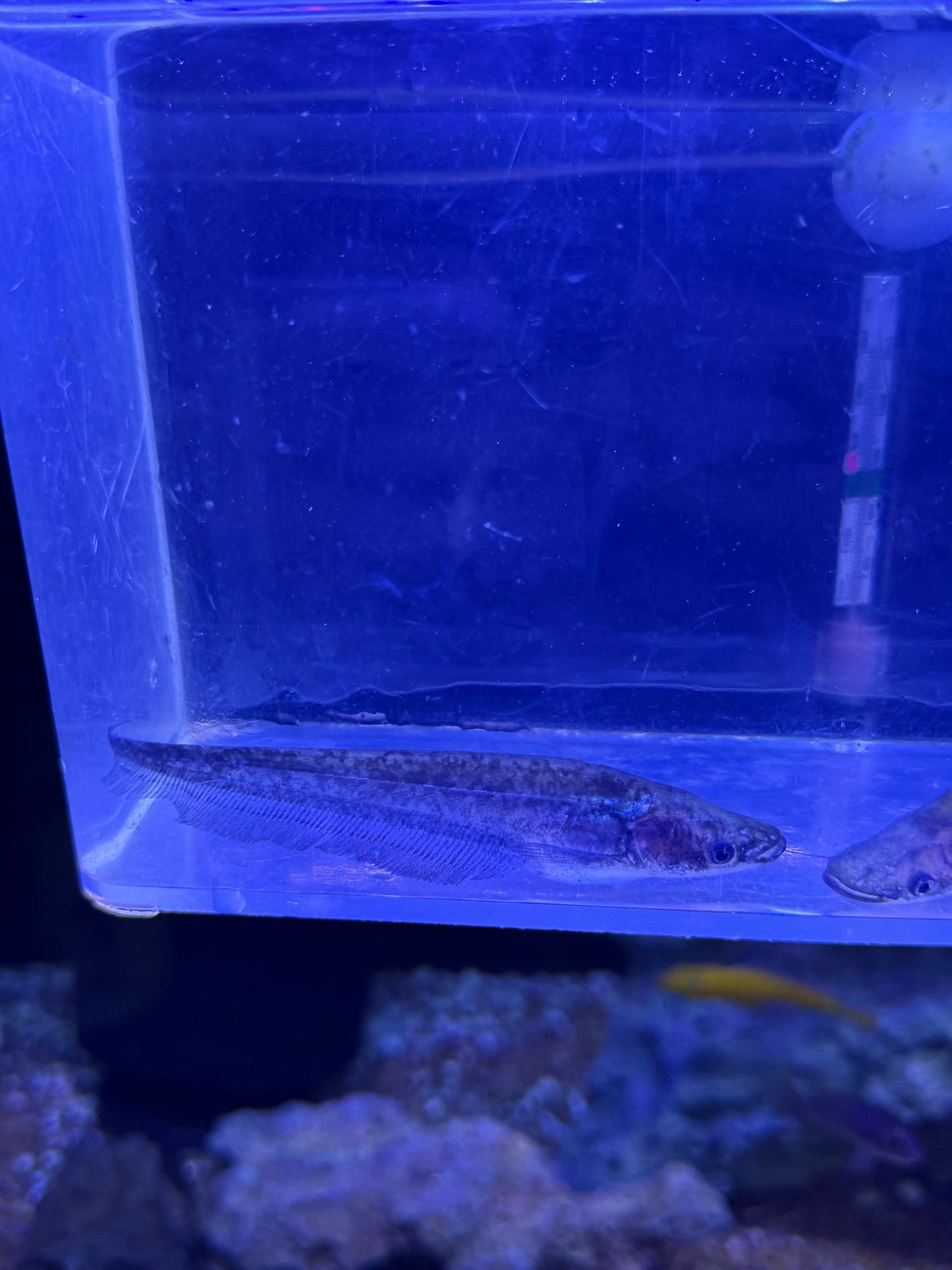 Asian Sheet Catfish APOGON CATFISH (PHALACRONOTUS APOGON)