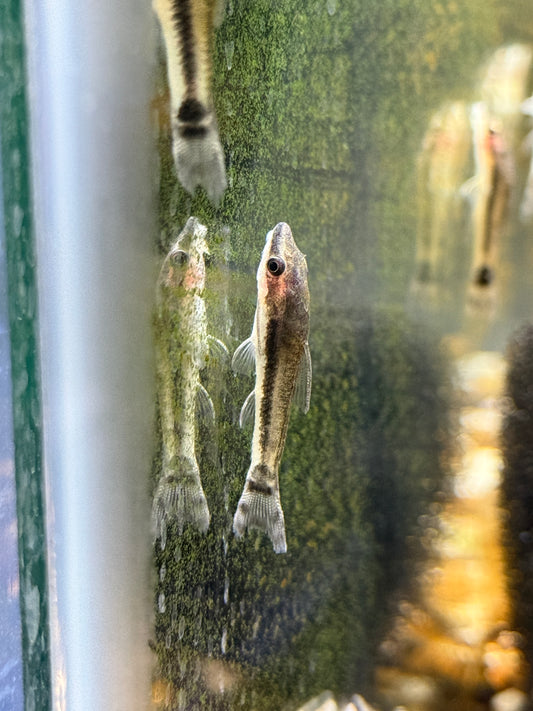 Otocinclus Catfish