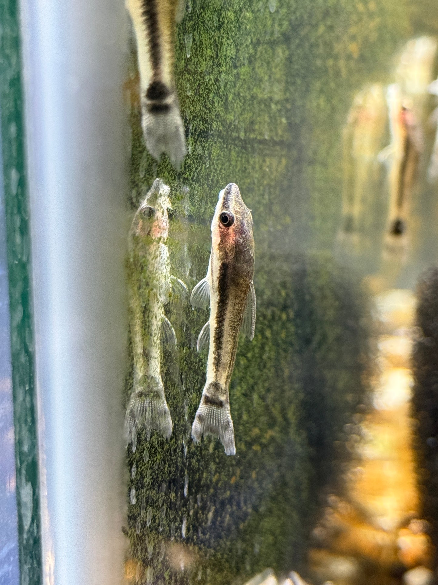 Otocinclus Catfish
