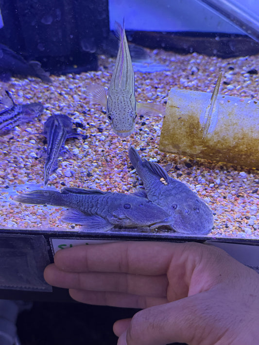 L332 pleco (Parancistrus sp.) Green Chubby Pleco