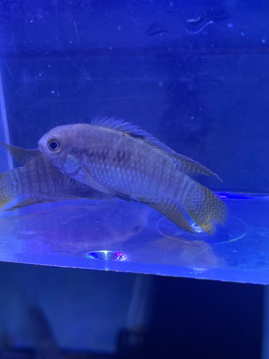 Dwarf Flag Acara Laetacara curviceps