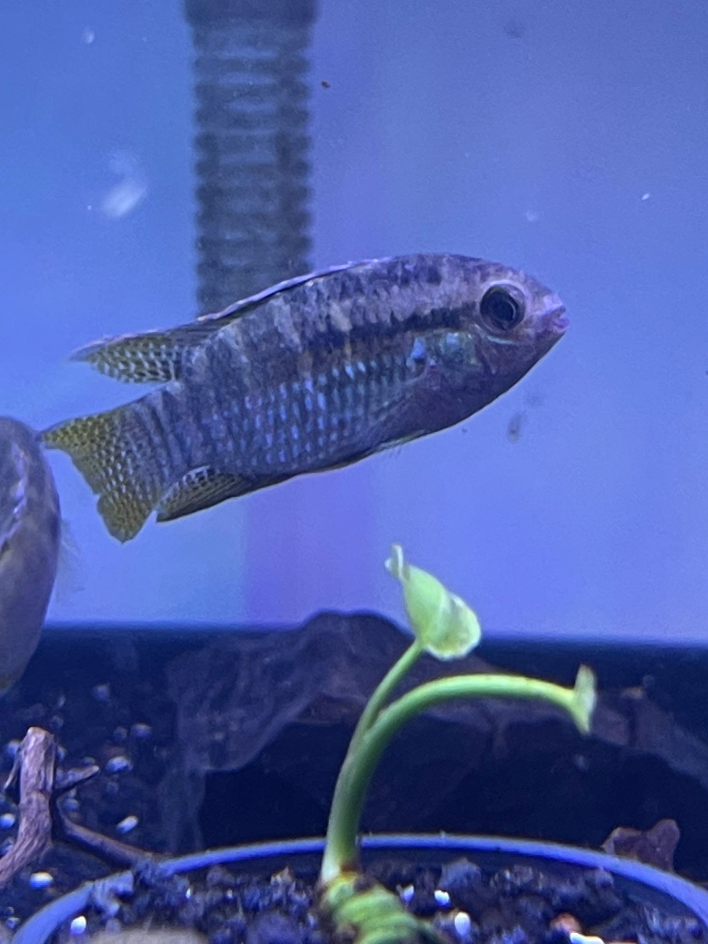 Dwarf Flag Acara