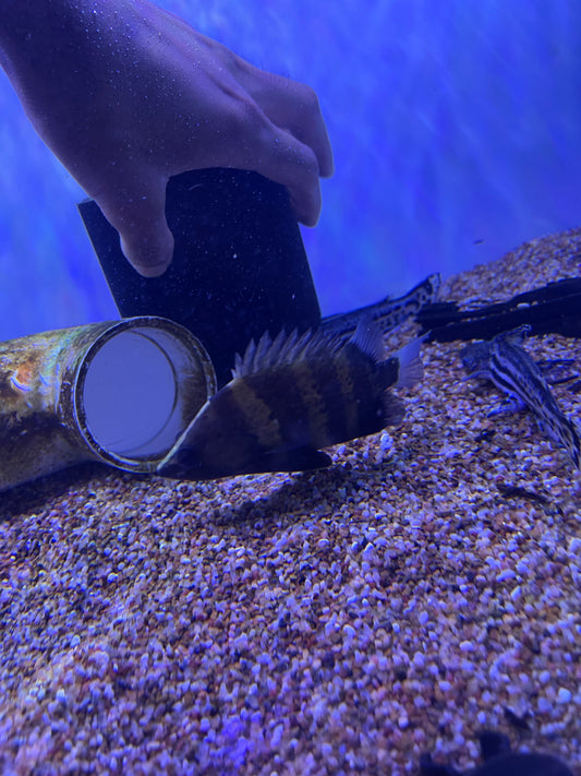 New Guinea Datnoid / NGT (Datnioides campbelli)