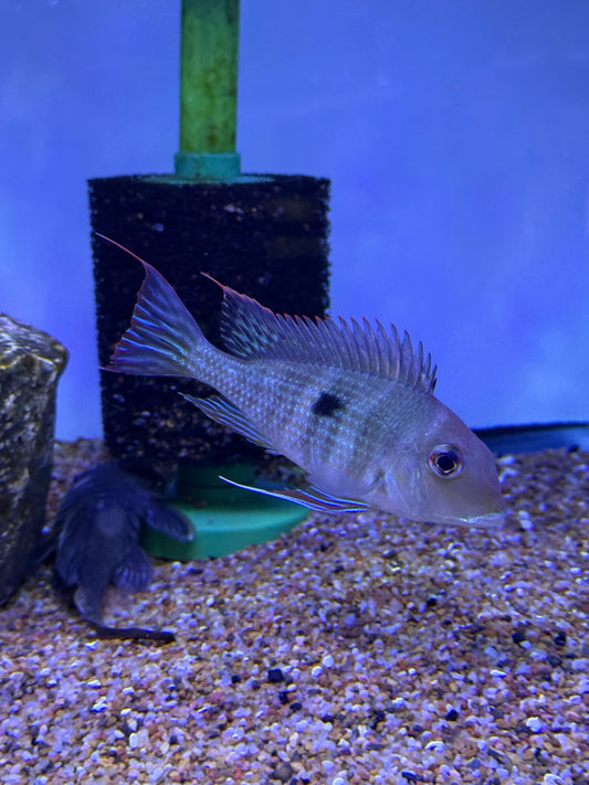 Killer Deal !!! Geophagus sp ‘Tapajós red head’