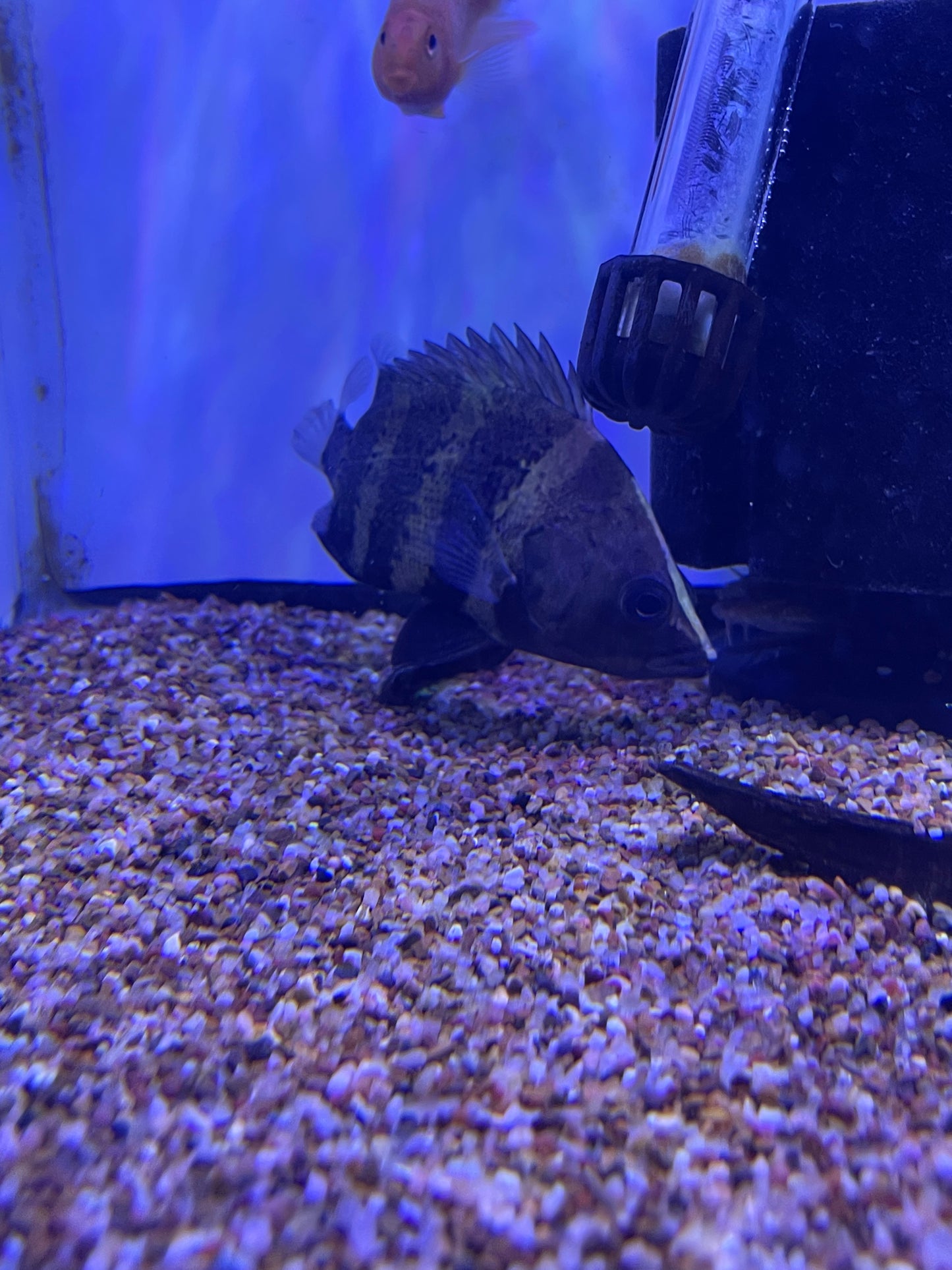 New Guinea Datnoid / NGT (Datnioides campbelli)