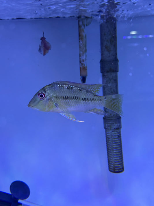 Satanoperca pappaterra Geophagus Pantanal eartheater