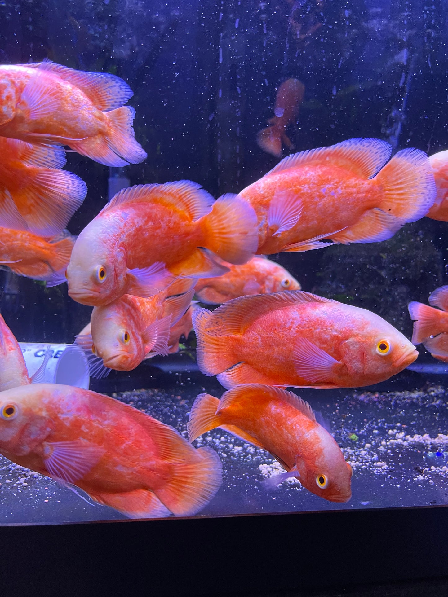Super Red/Chilli Red Albino Oscar