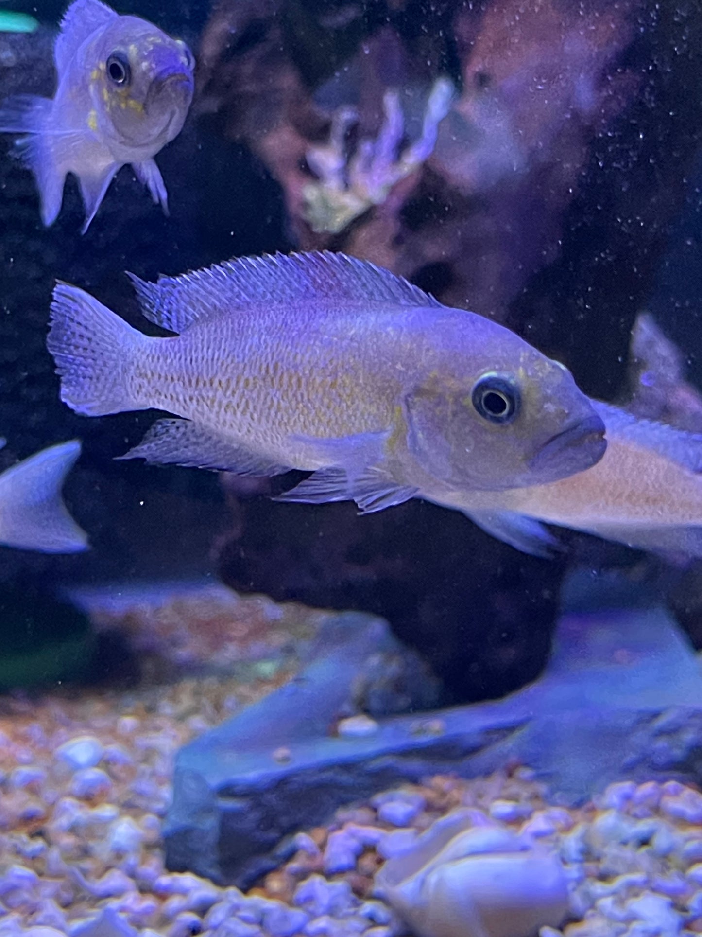 Neolamprologus sp. "Cygnus"