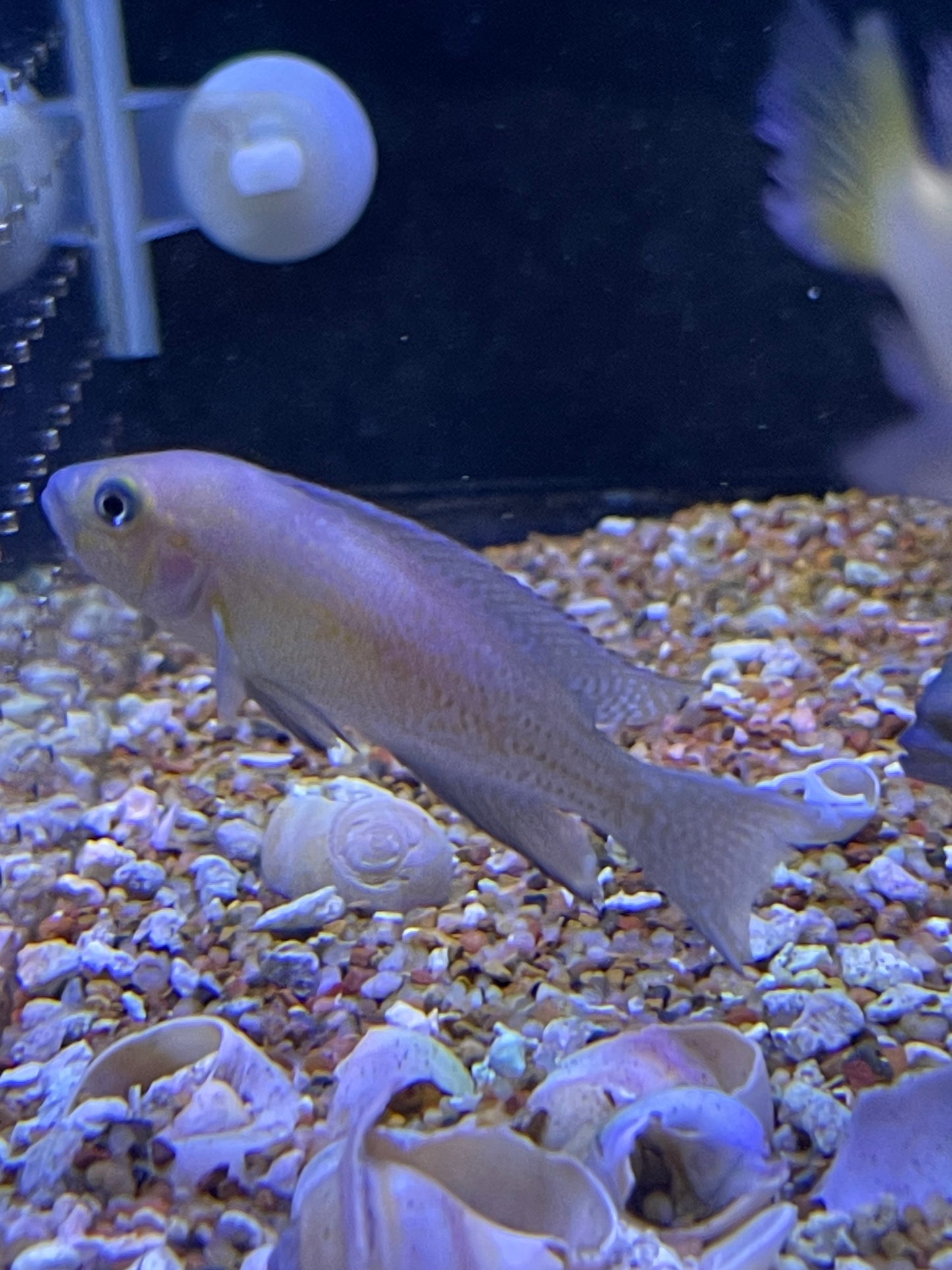 Neolamprologus sp. "Cygnus"