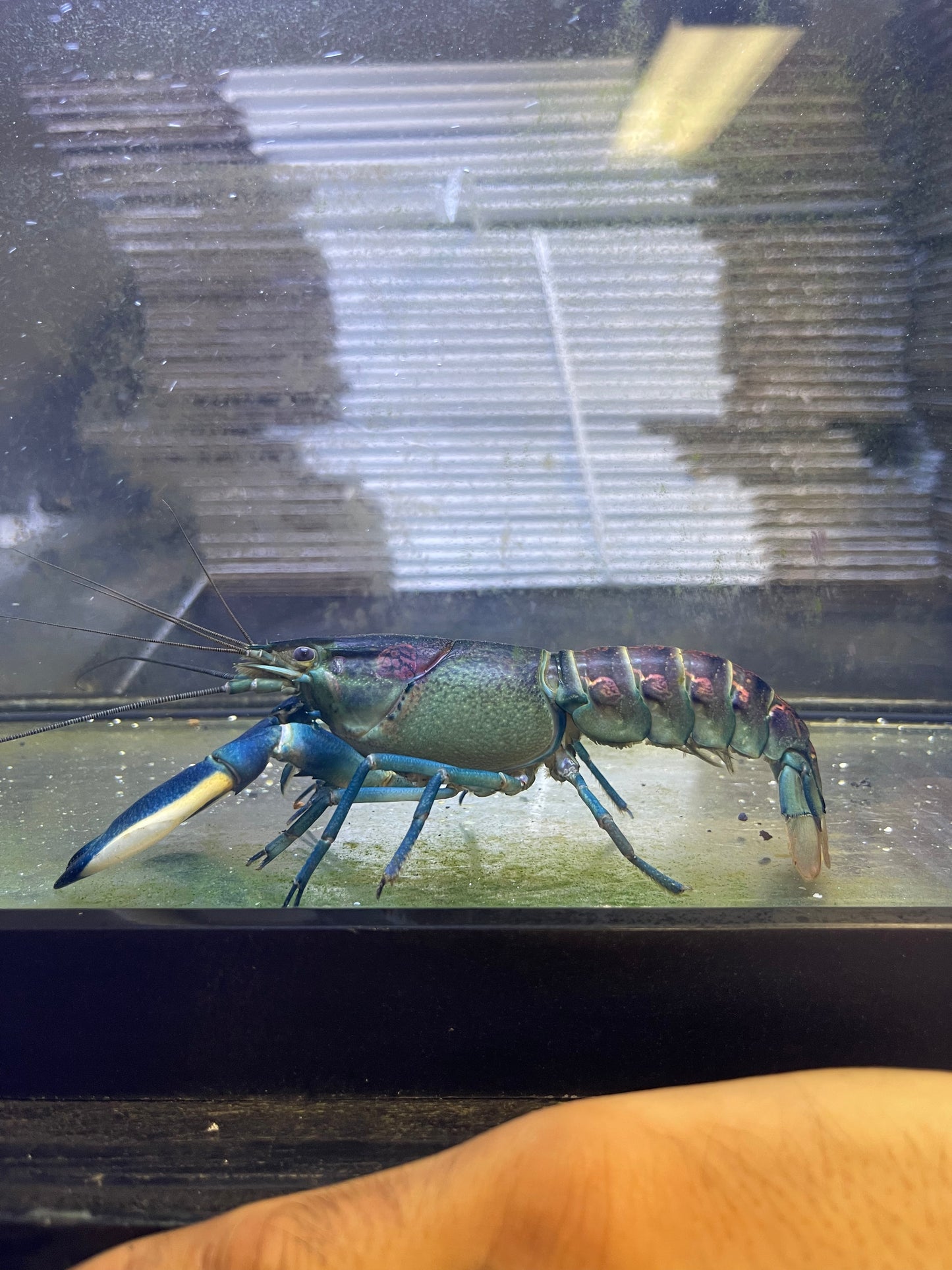 Warsamson Paupa Crayfish