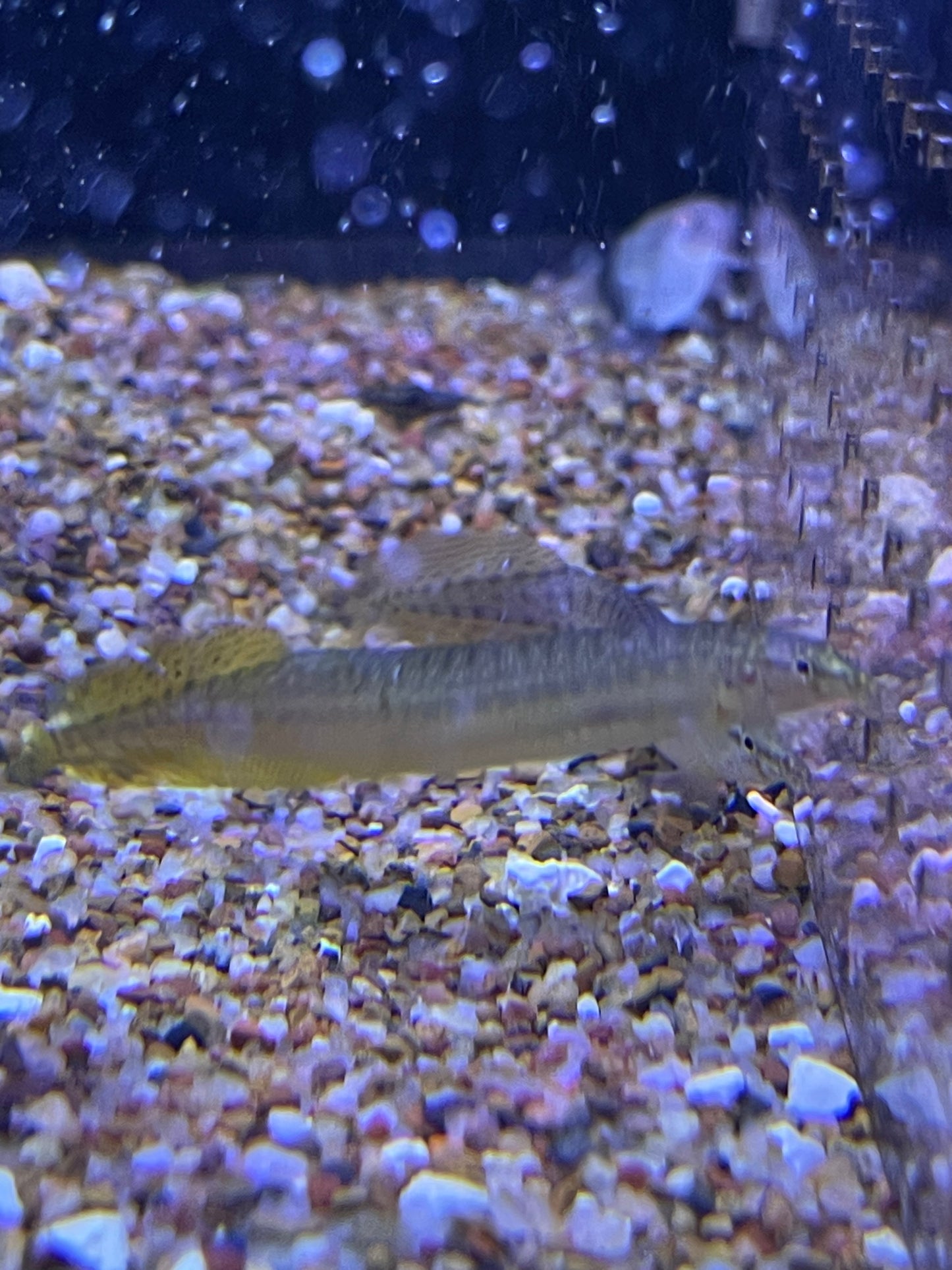 Yellow-fin Spiny Eel Macrognathus pancalus