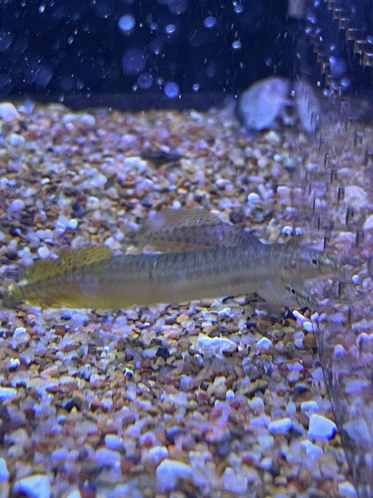Yellow-fin Spiny Eel Macrognathus pancalus