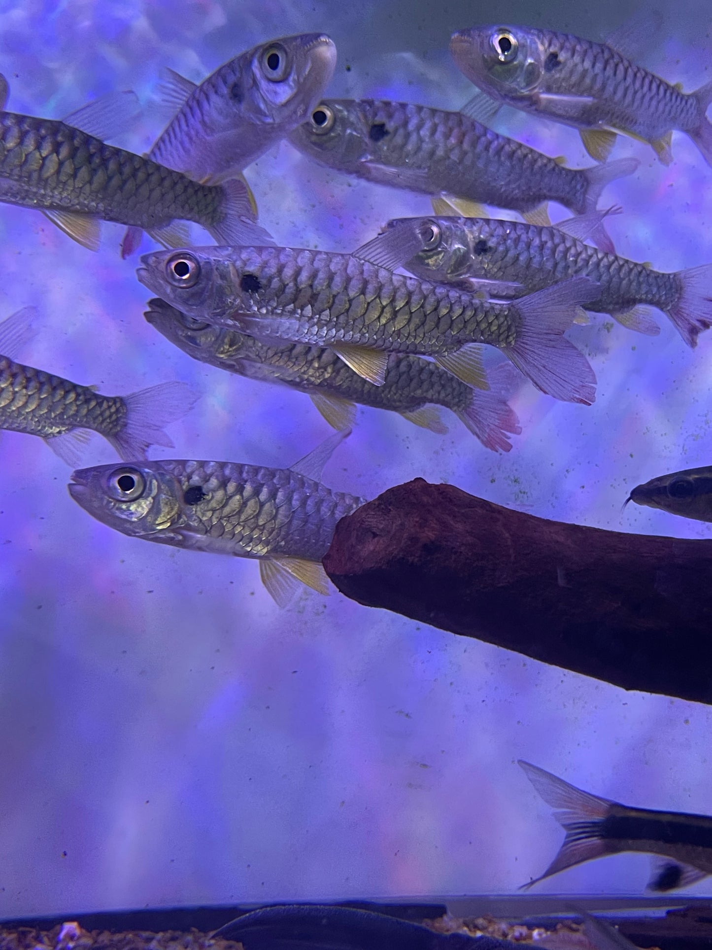 Yellow Fin Chalceus
