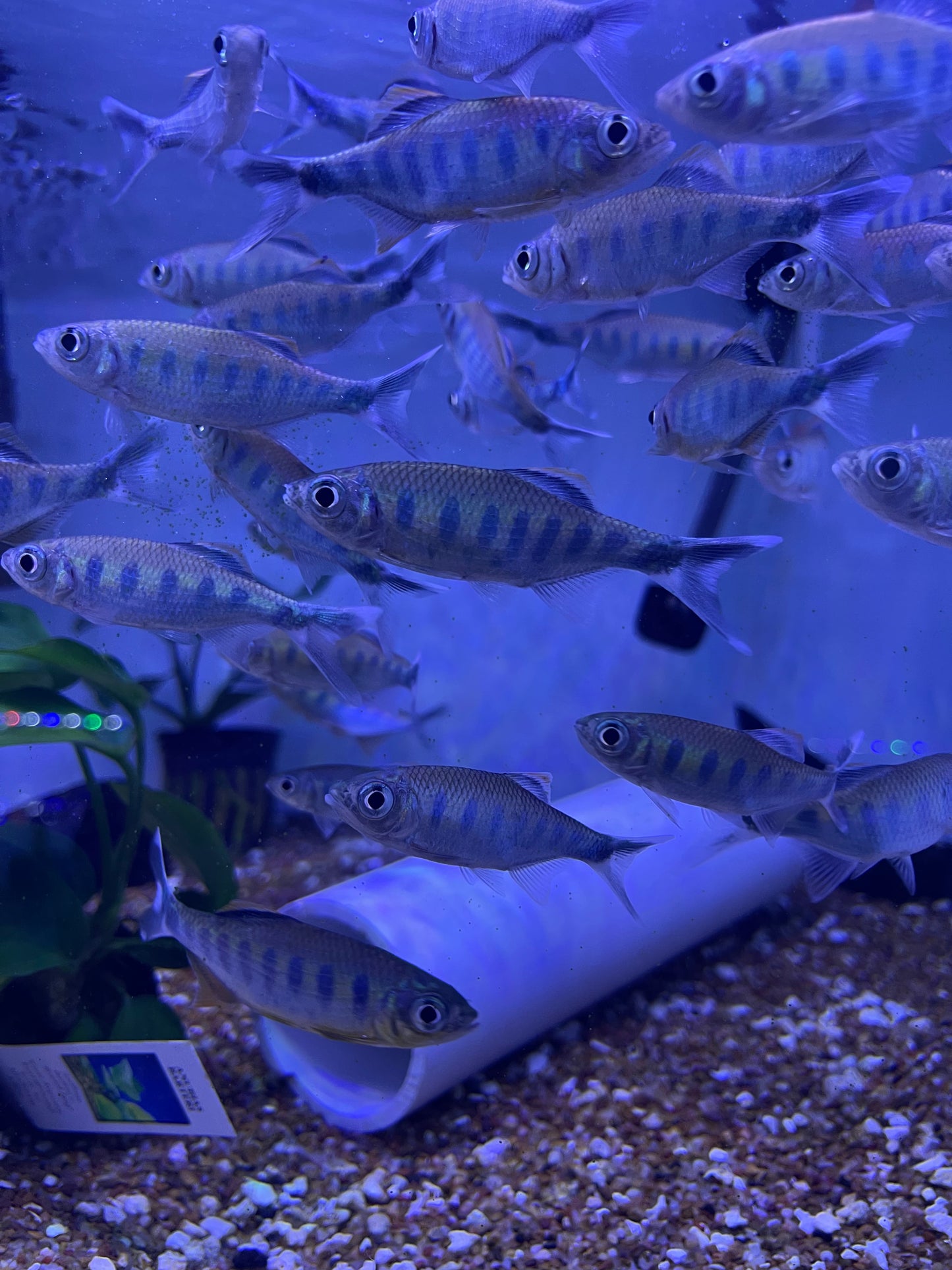 Barilius ardens ( Ardens Minnow)