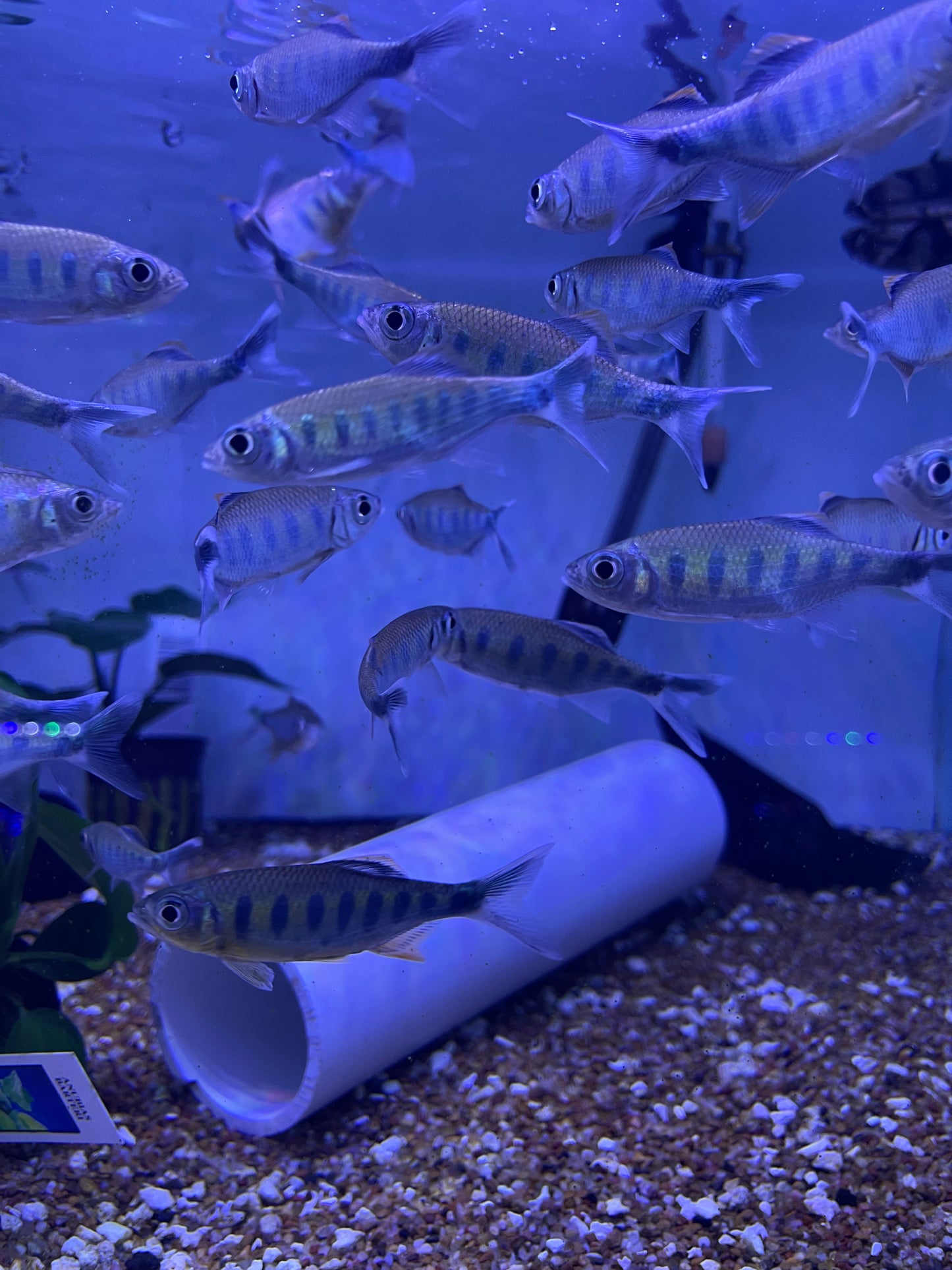 Barilius ardens ( Ardens Minnow)