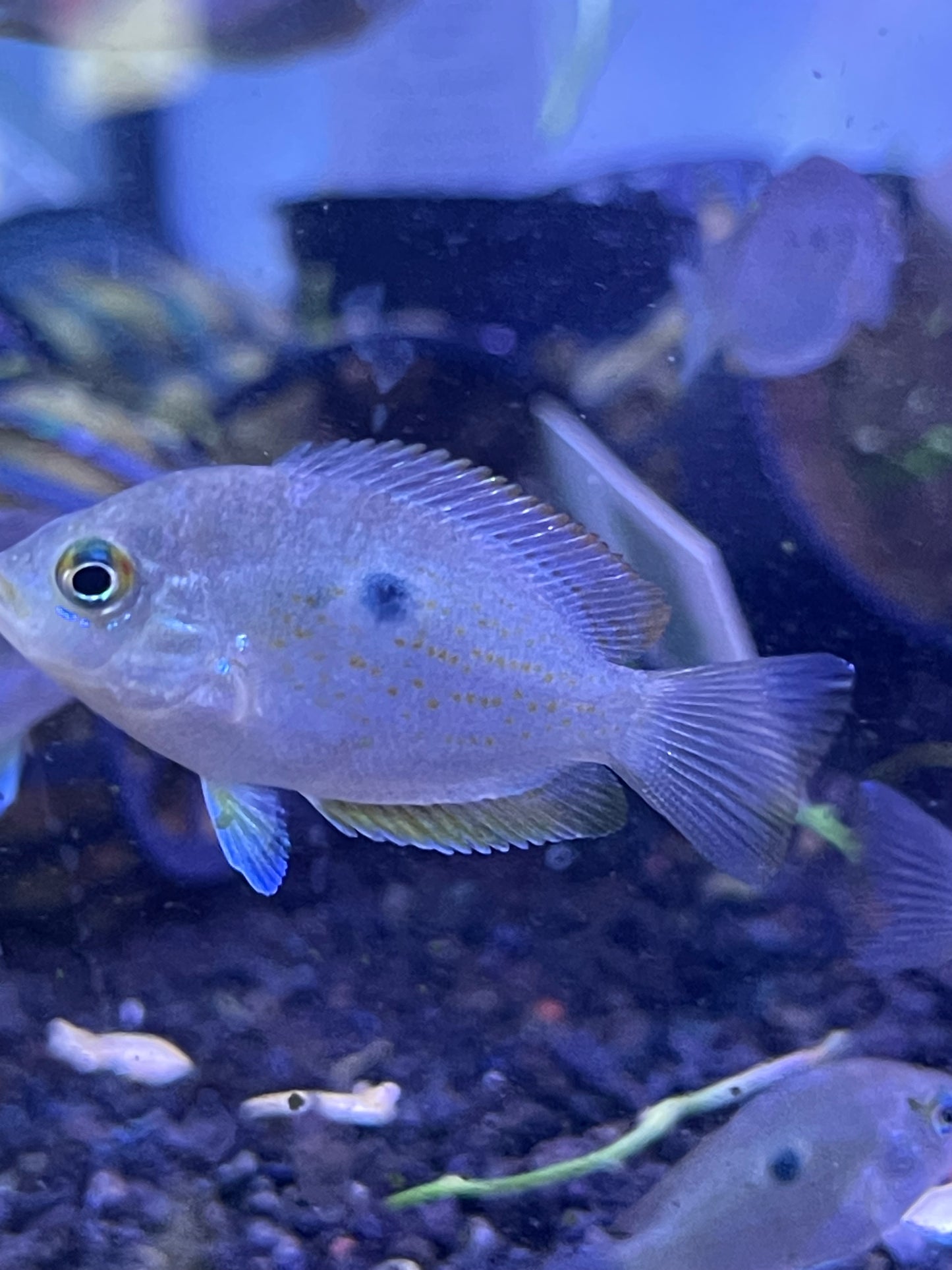 Wild Yellow Chromide
