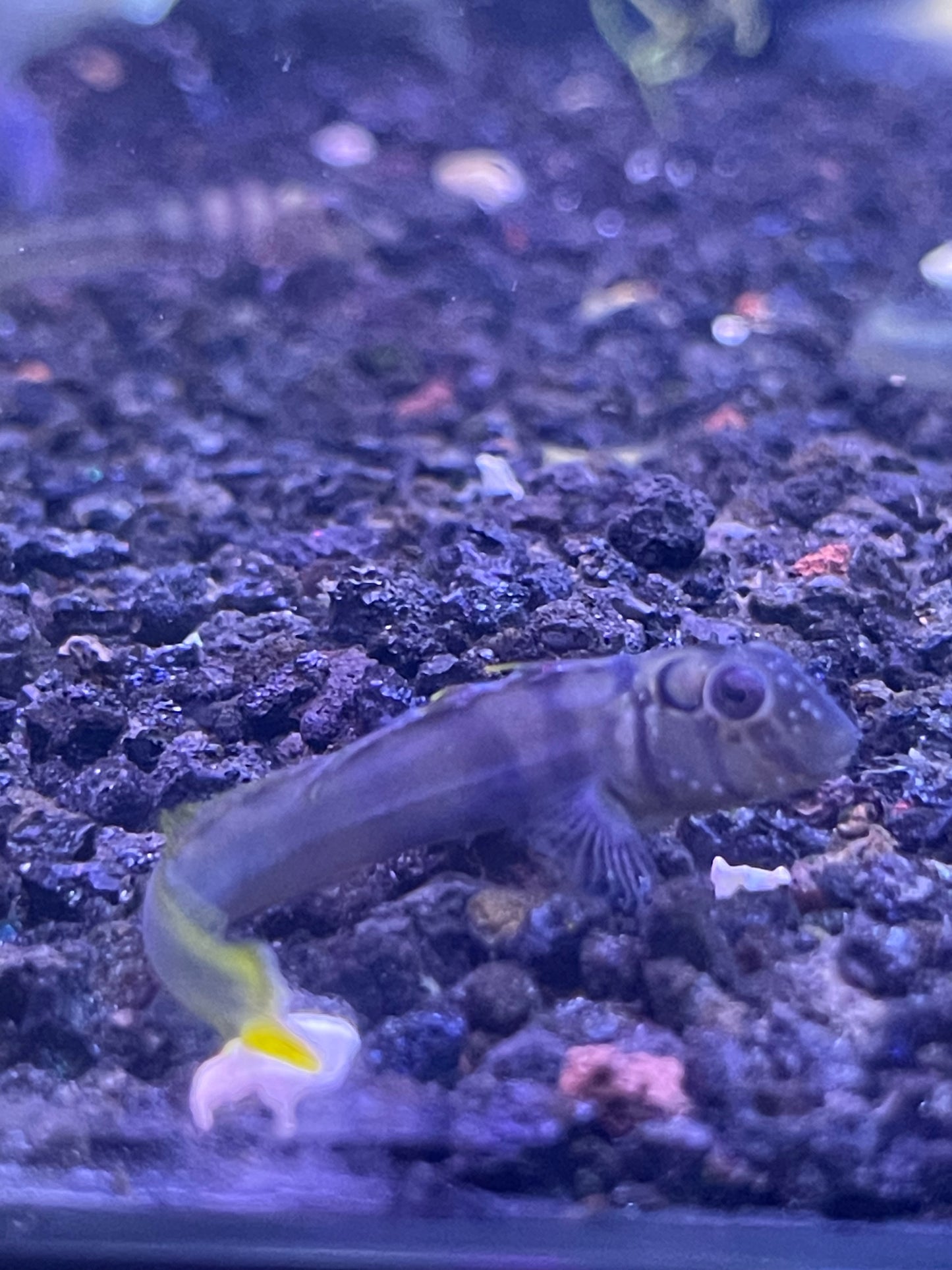 Zebra Blennies