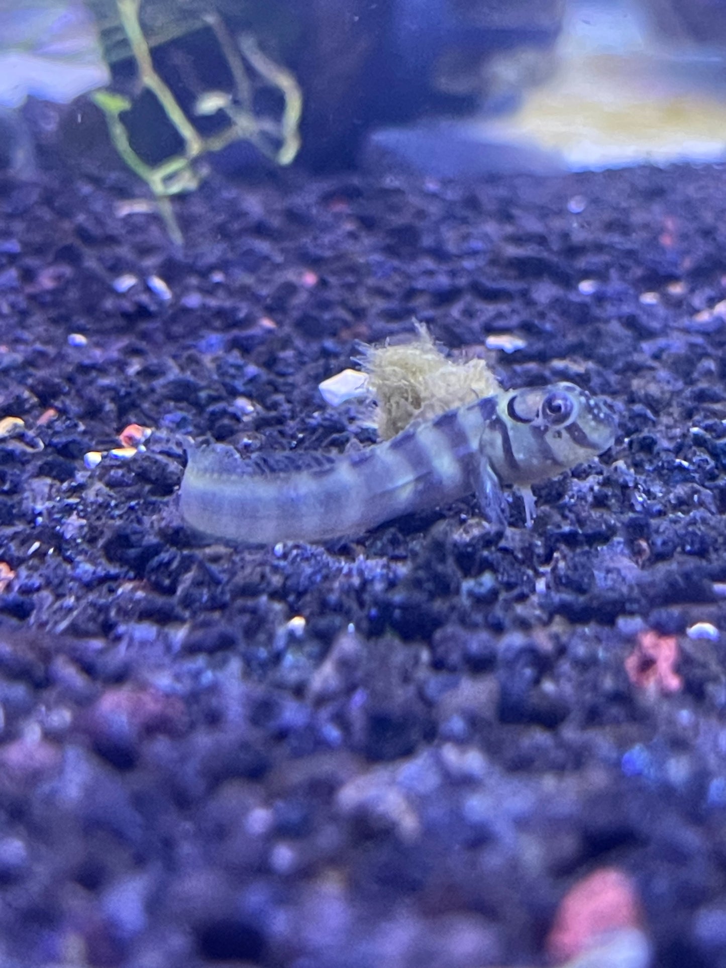 Zebra Blennies