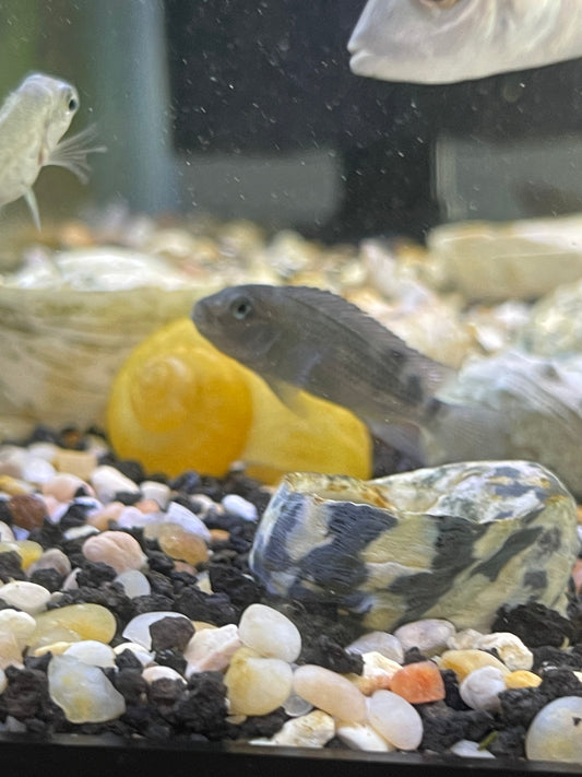 Large Buffalo-Head Cichlid (Steatocranus Casuarius)
