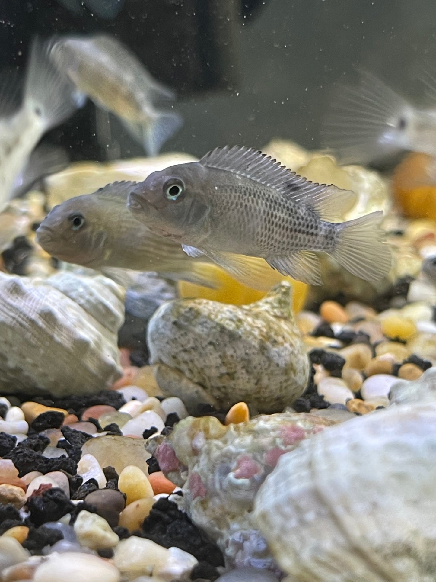 Buffalo-Head Cichlid (Steatocranus Casuarius)