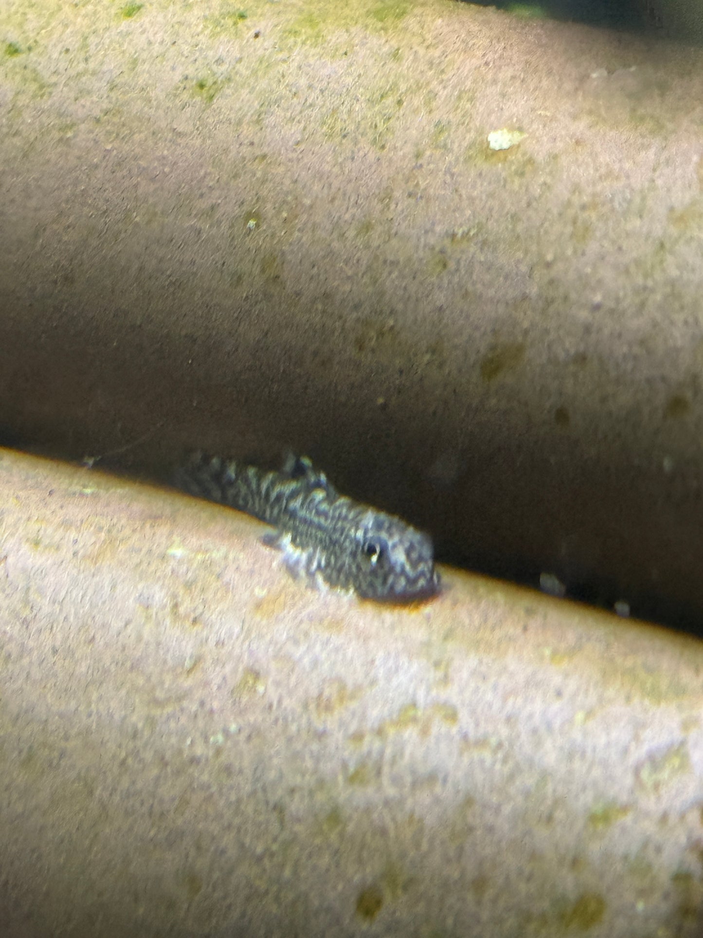 Reticulated Hillstream Loach (Sewellia lineolata)