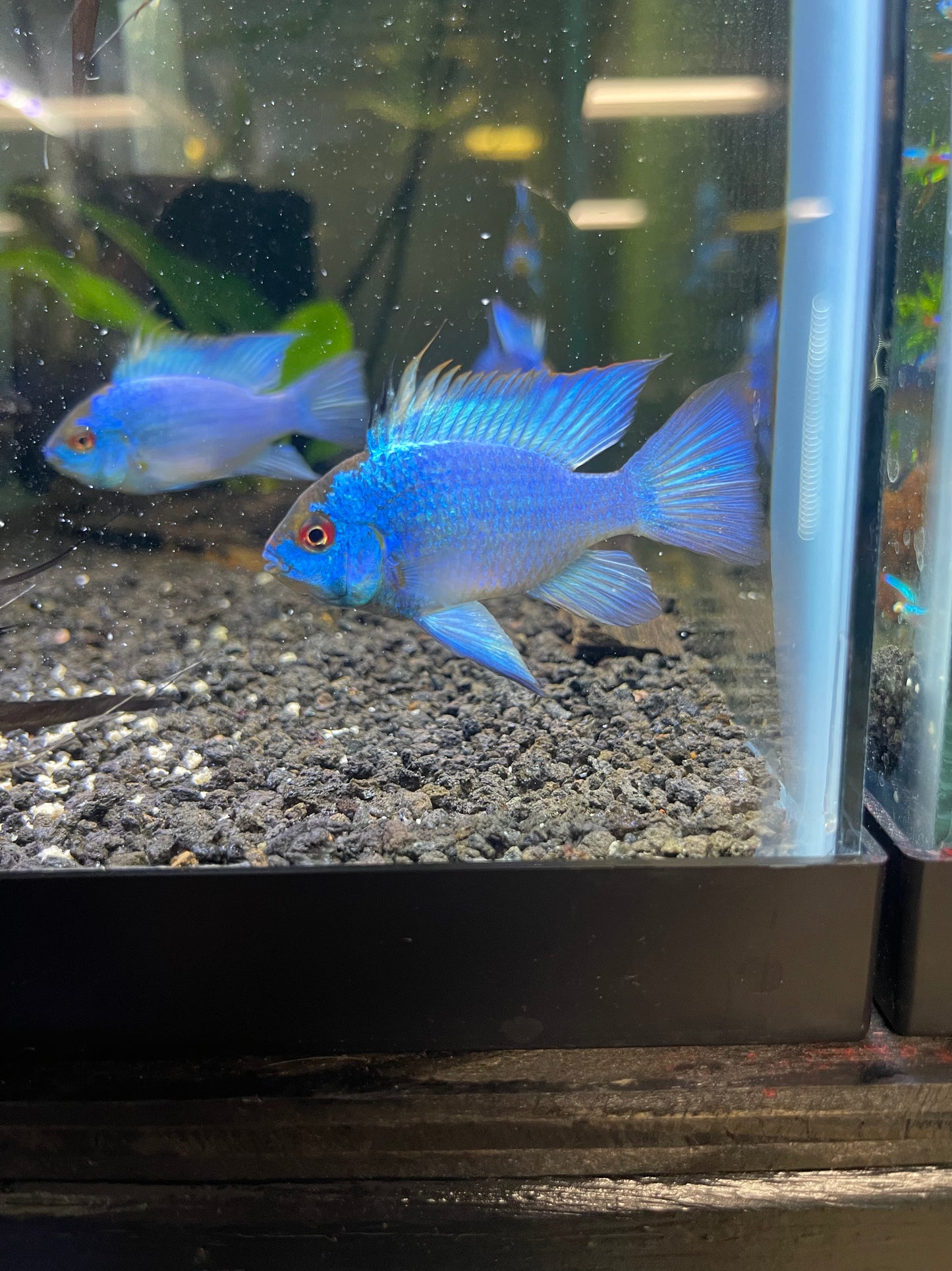 Electric Blue Ram