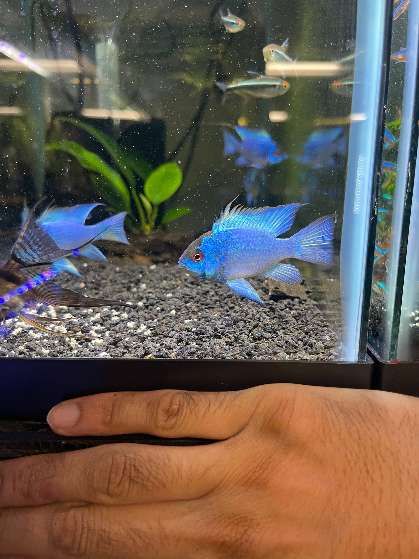 Electric Blue Ram