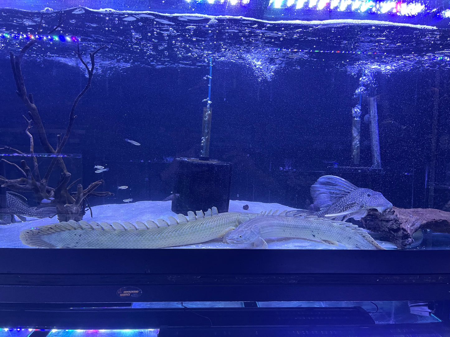 Polypterus Bichir Bichir (Lake Chad) Rare !