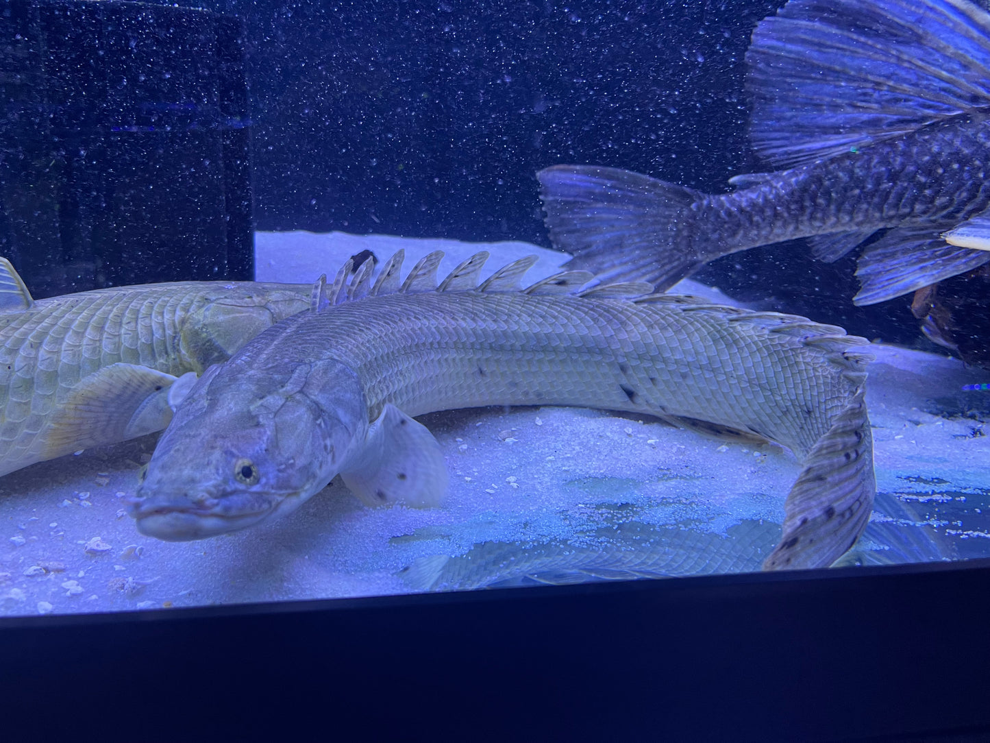 Polypterus Bichir Bichir (Lake Chad) Rare !