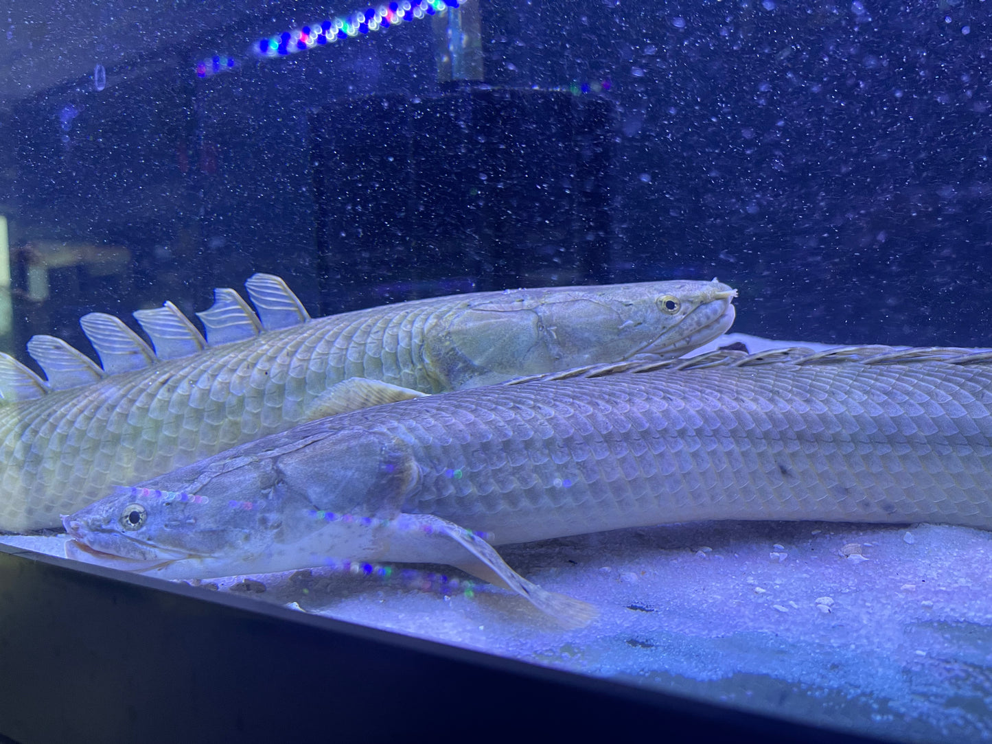 Polypterus Bichir Bichir (Lake Chad) Rare !
