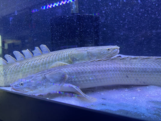 Polypterus Bichir Bichir Rare !