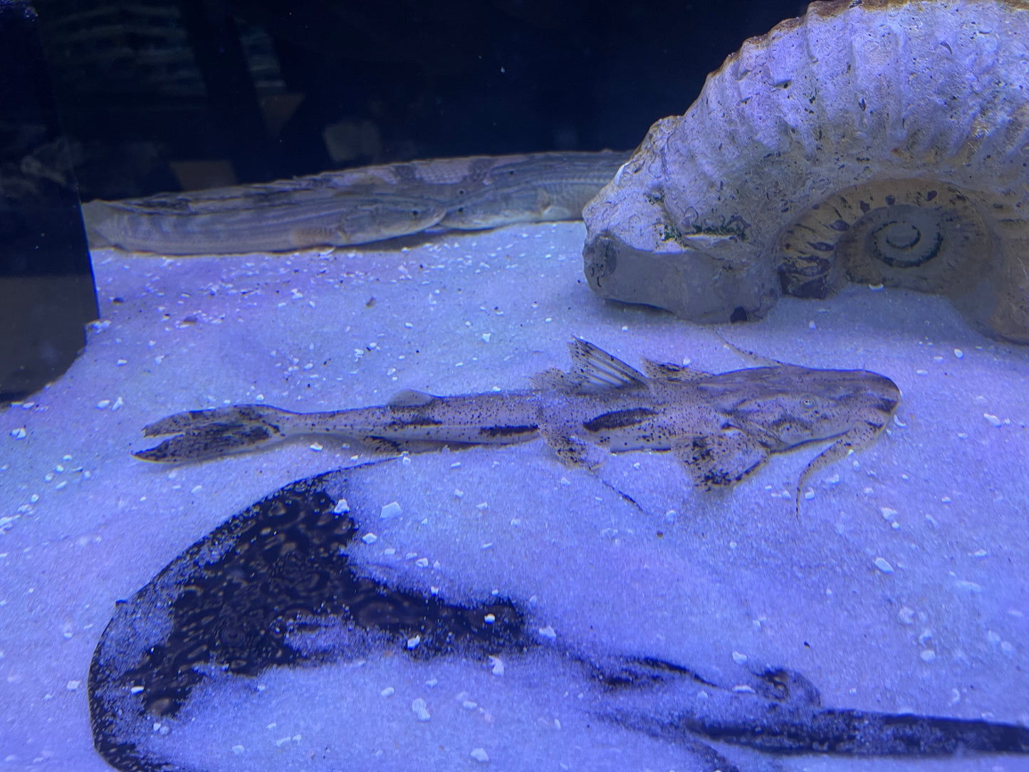 Bagarius Suchus Crocodile Goonch