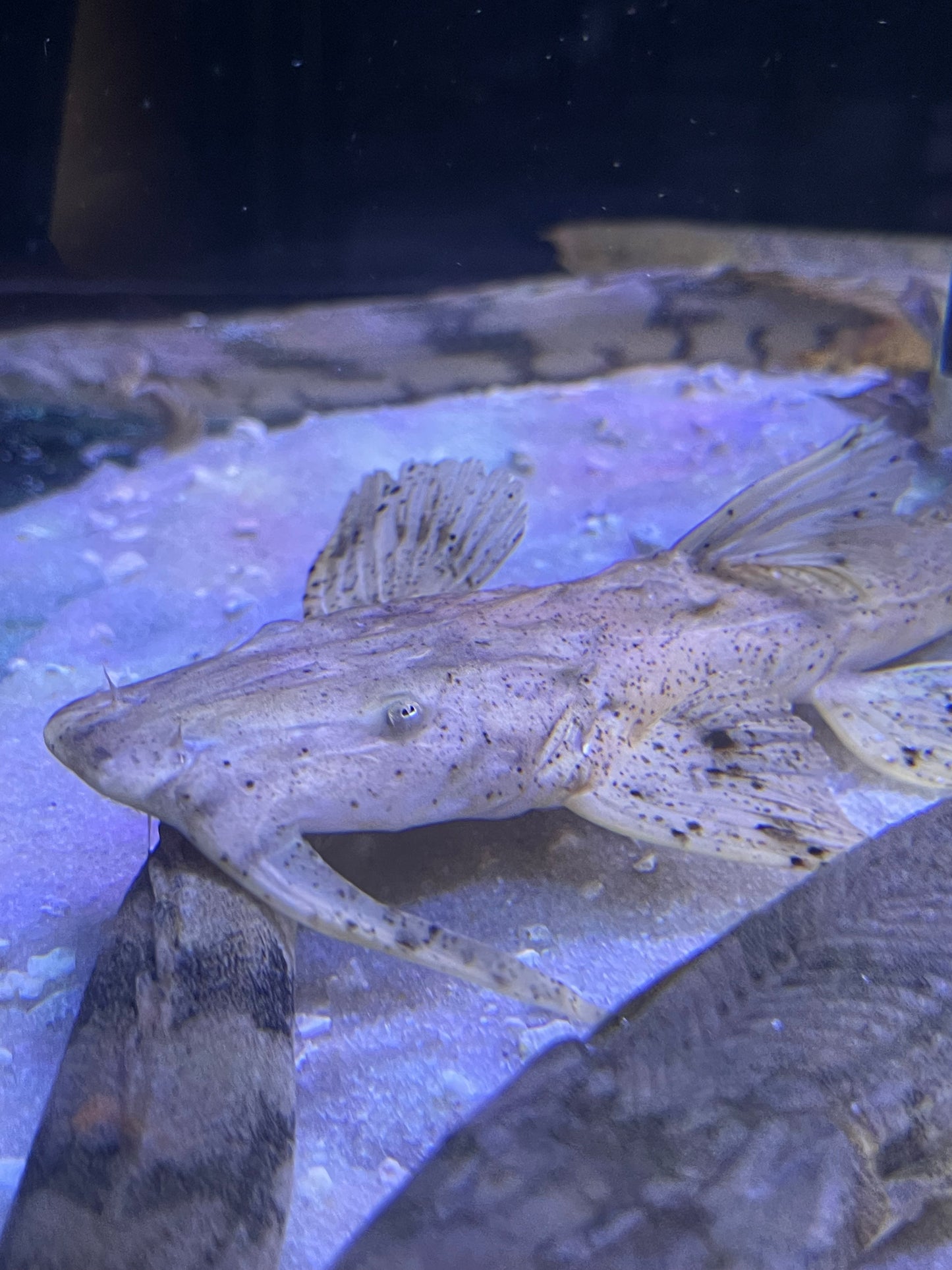 Bagarius Suchus Crocodile Goonch