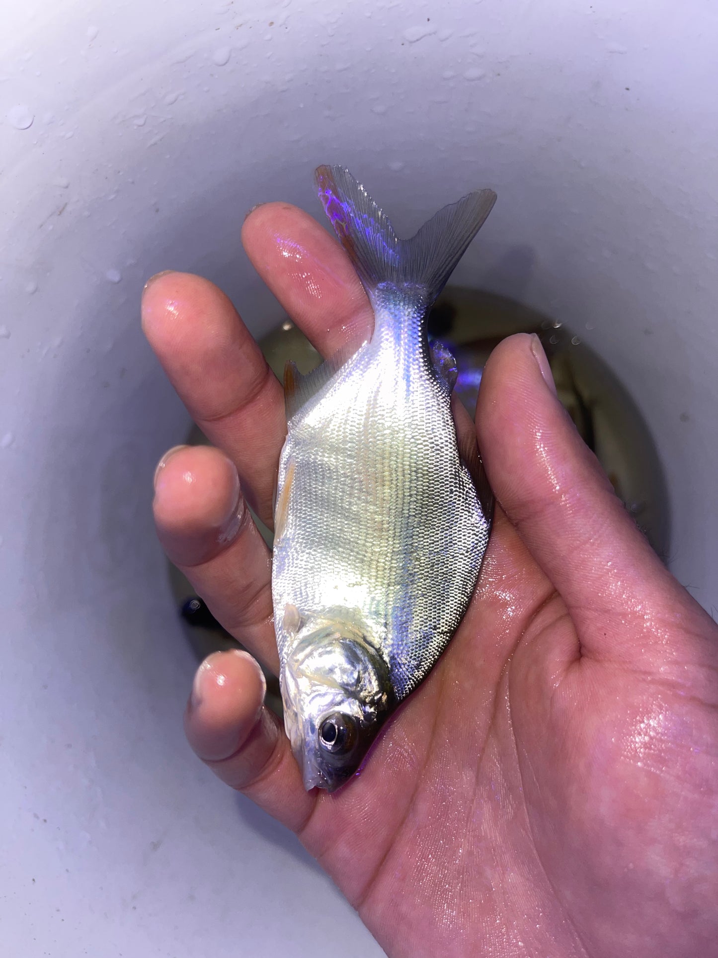 African Moon Fish Citharinus latus