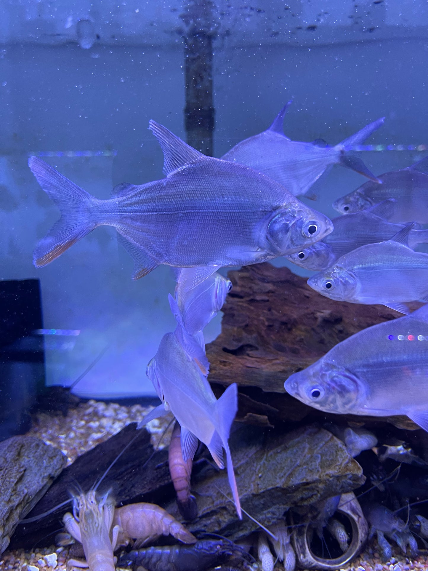 African Moon Fish Citharinus latus