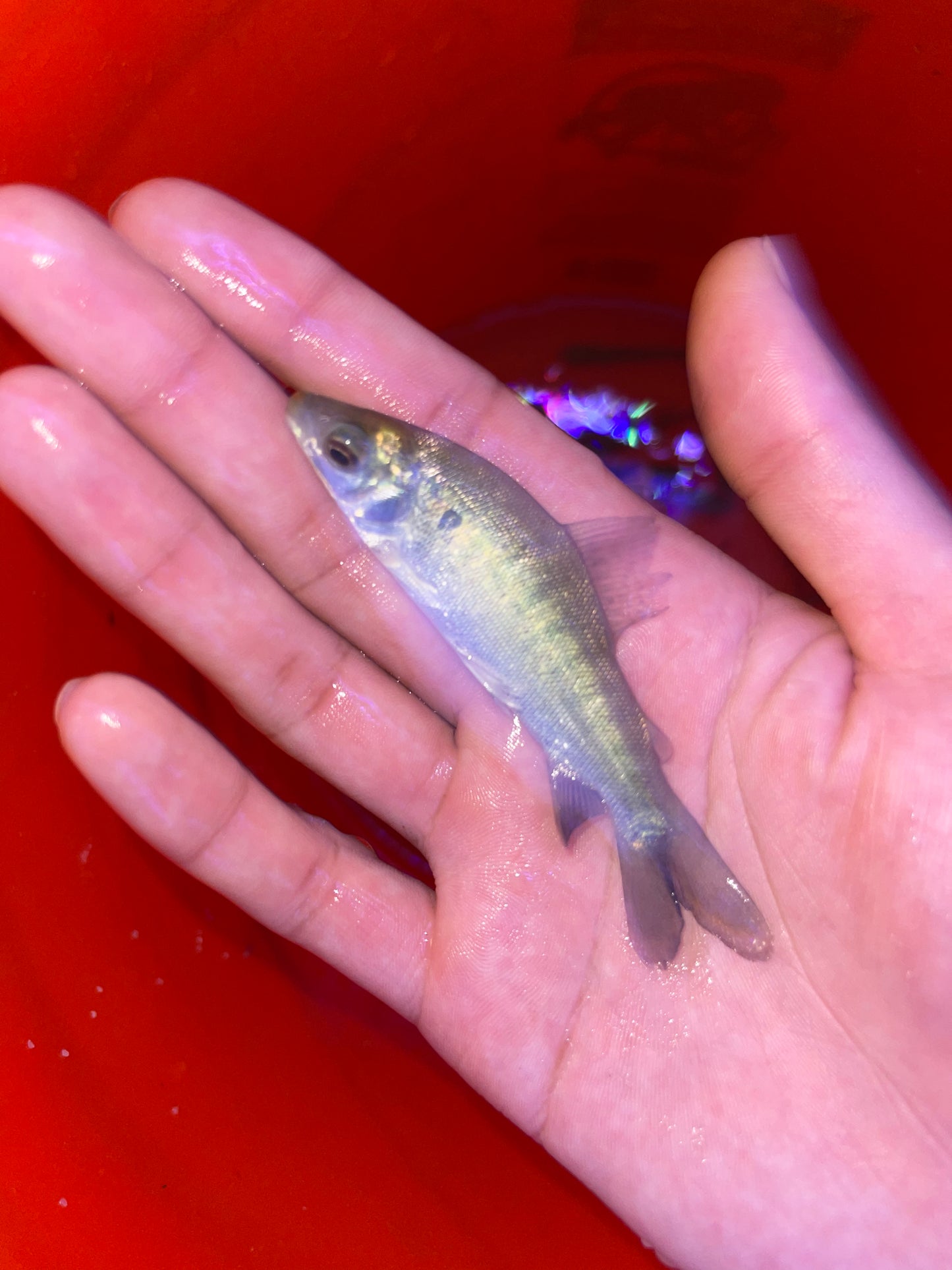Distichodus rostratus rare!