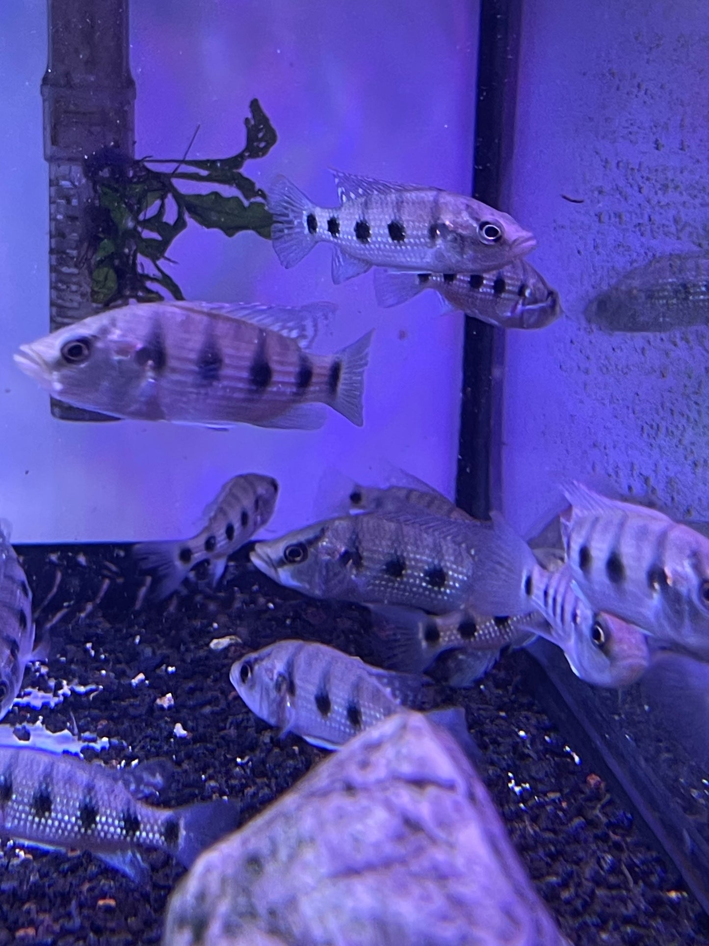 Five Star General
(HEMICHROMIS ELONGATUS)