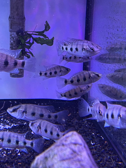 Five Star General
(HEMICHROMIS ELONGATUS)