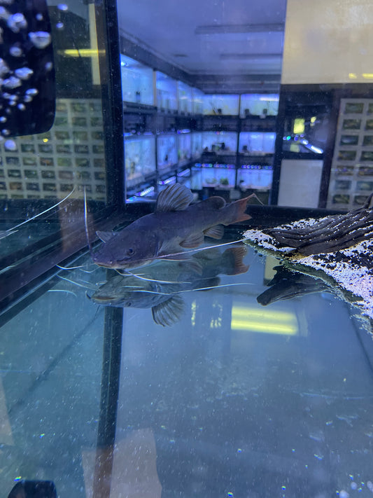 Asian Red Tail Catfish Hemibagrus wyckioides