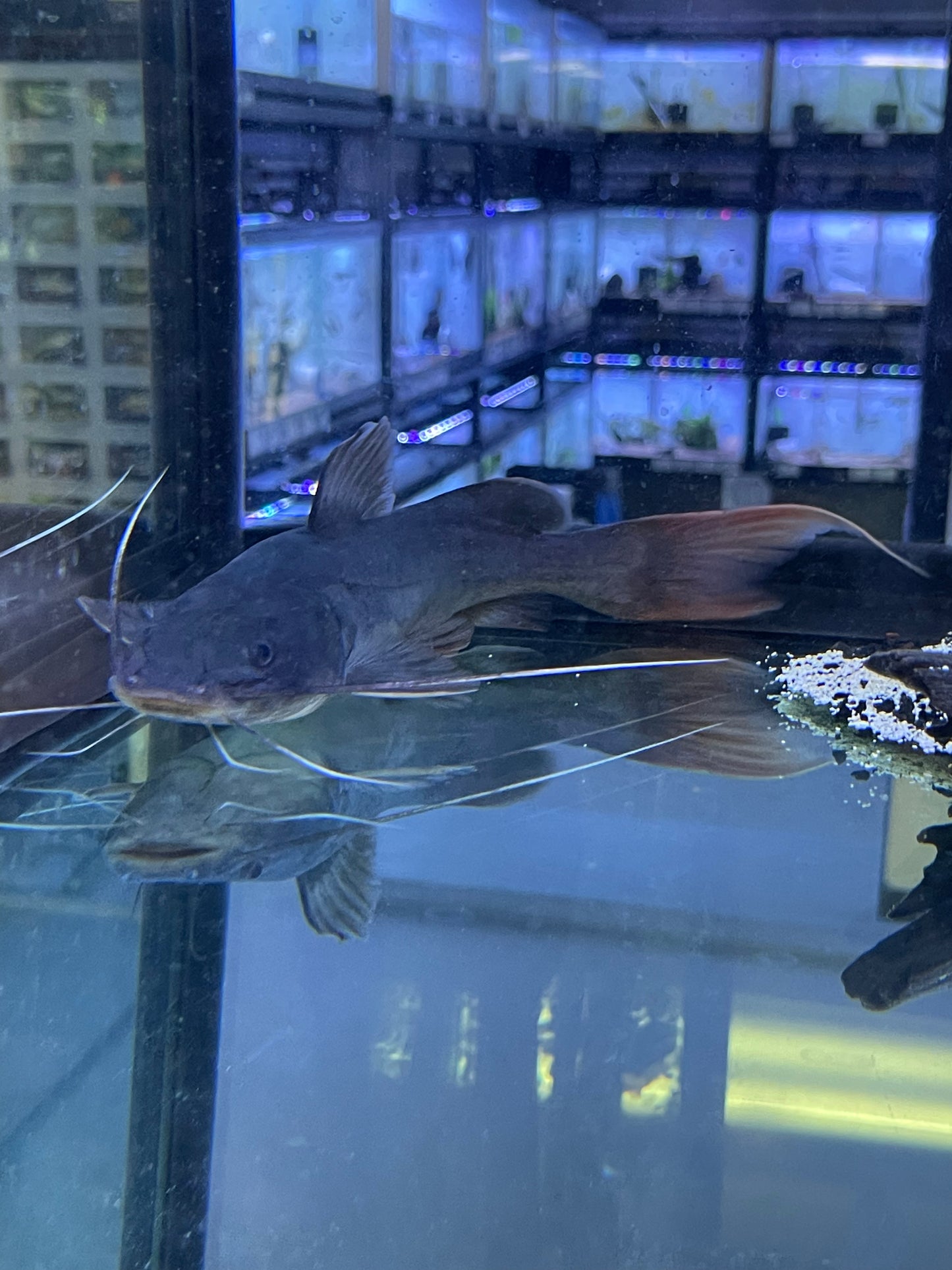 Asian Red Tail Catfish Hemibagrus wyckioides