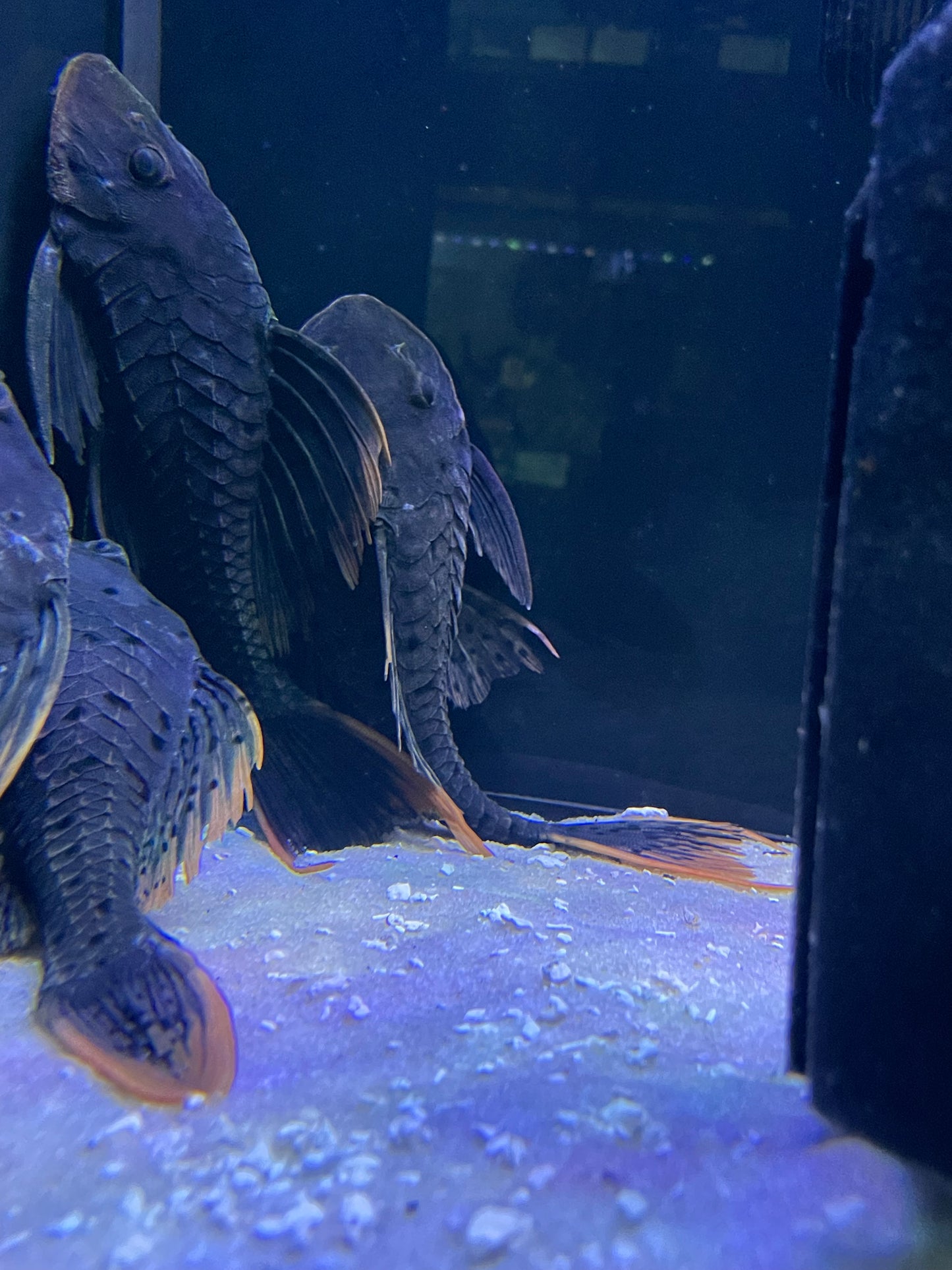 L095 Orange Cheek Pine cone Pleco