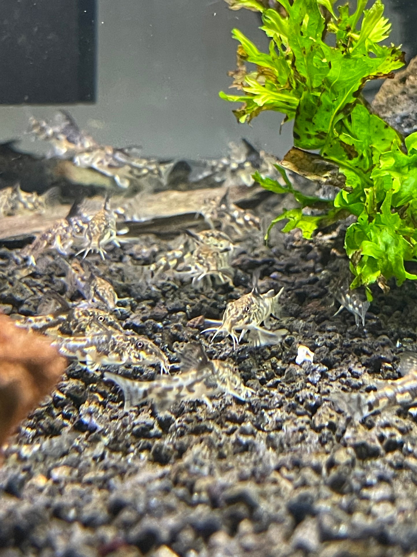 Scleromystax barbatus
Banded 'Cory'