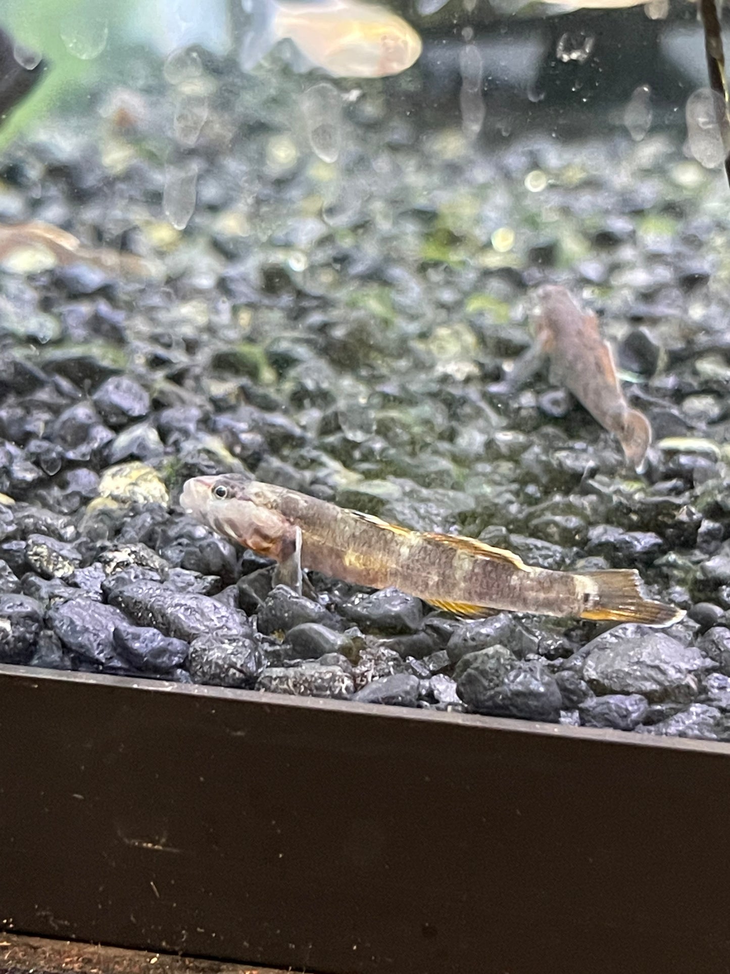 Rhinogobius zhoui Scarler Goby